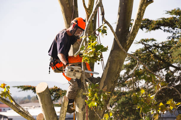 B&B Services crew trimming a tree in the Philadelphia area